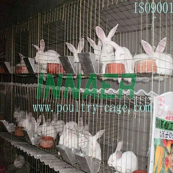 Hot Sale for China Standard Rabbit Layer Cage(ISO9001) with Automatic Machine
