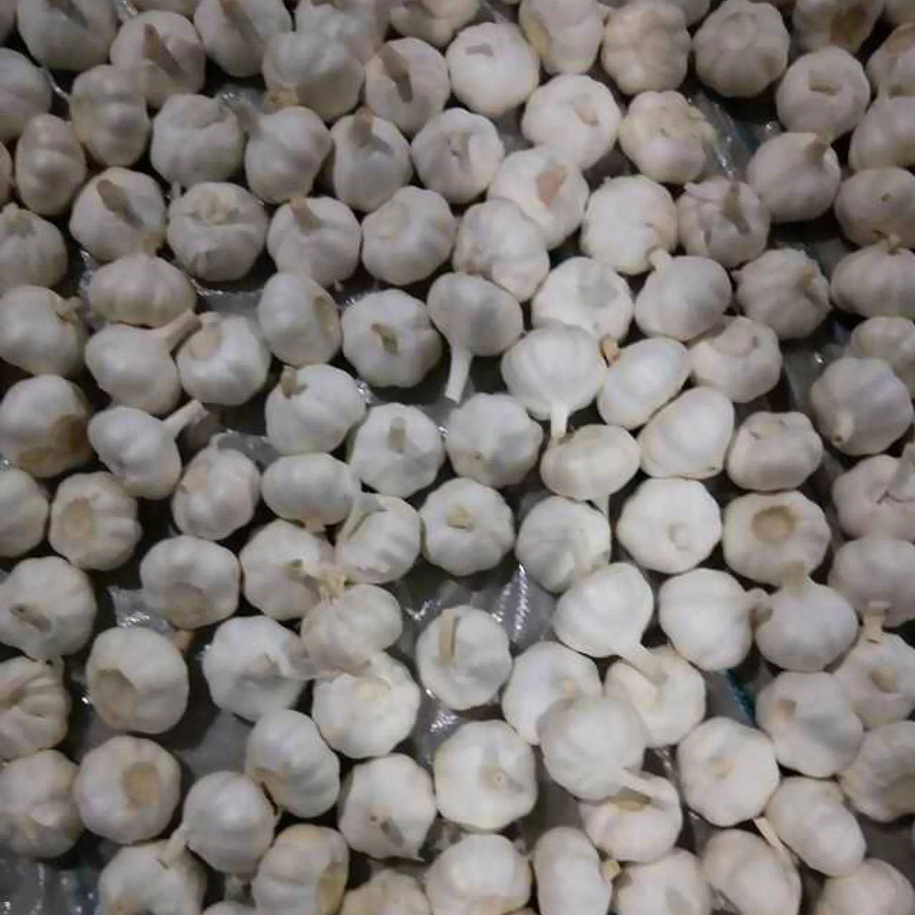
chinese garlic fresh garlic from China garlic price 