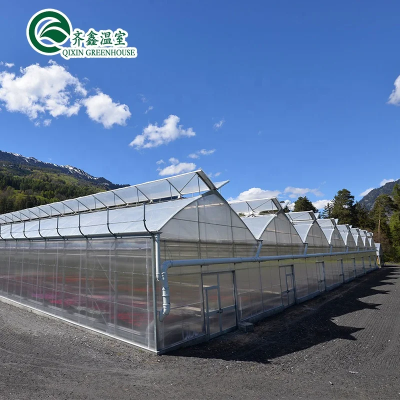 China low cost Multi-span Film tunnel Greenhouse
