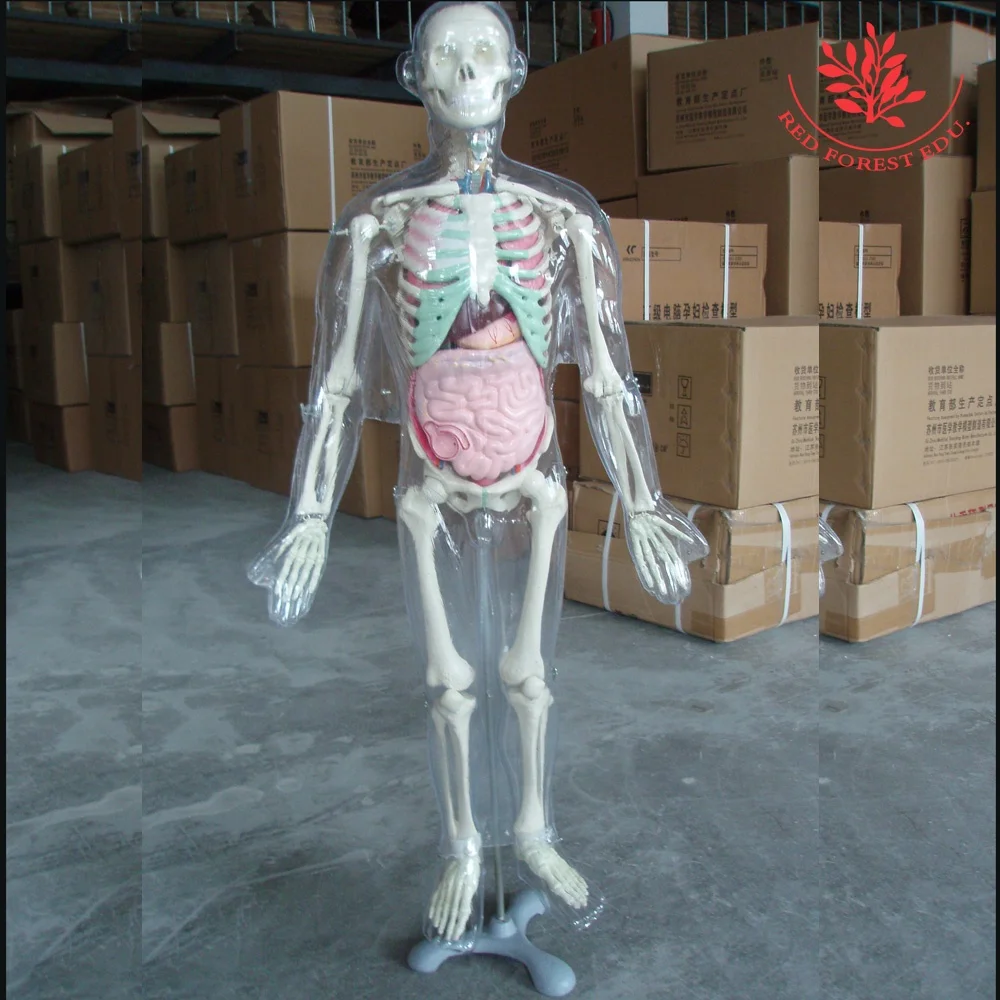 Human 85cm internal organs skeleton anatomy model