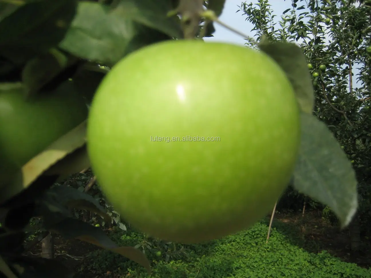 New crop bulk fresh green apples organic from Shandong