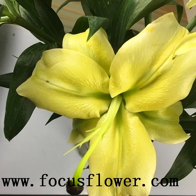 Ambient natural flowers real touch calla lily fresh touch and touch flowers yellow king plant prize supplies
