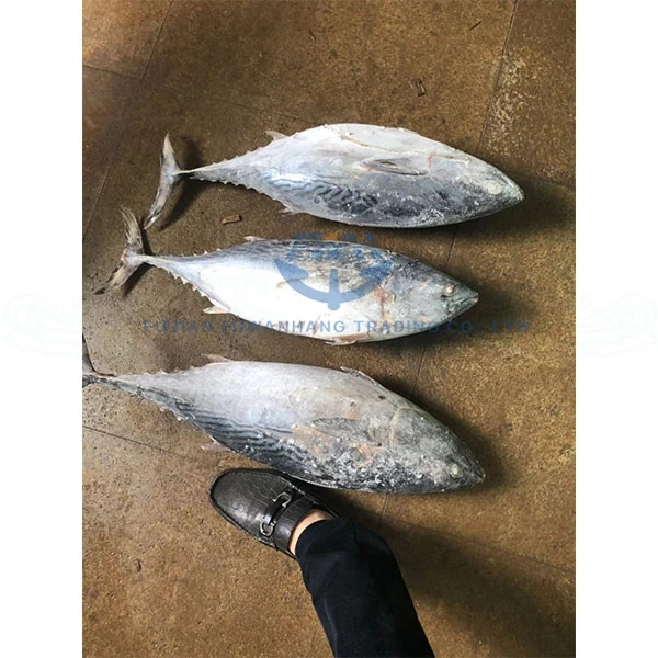 
Fu Wan Hang Frozen Bonito Fish For Canned 