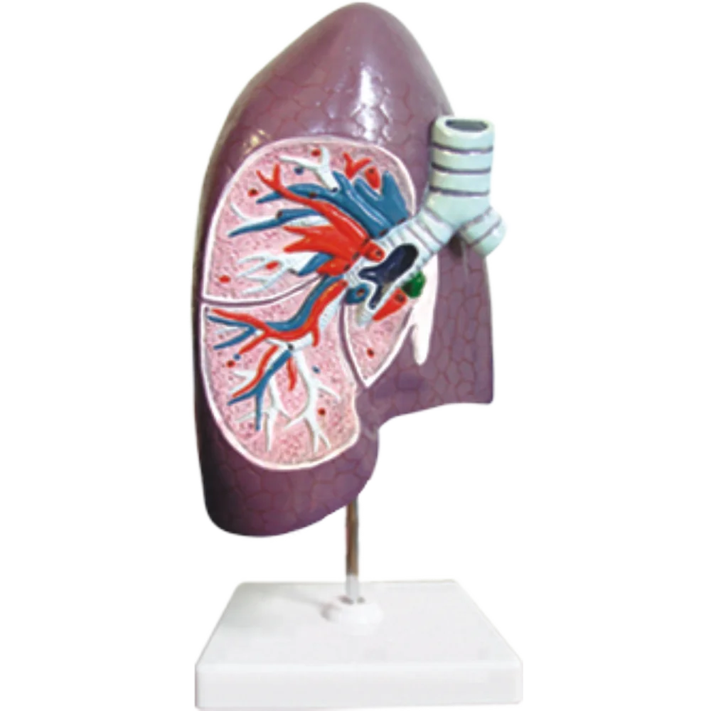 Dissection Model of the Bronchi in the Right Lung