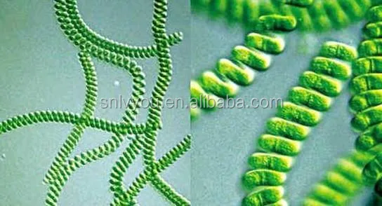 
Greenyo supply organic spirulina powder, blue spirulina powder low price 