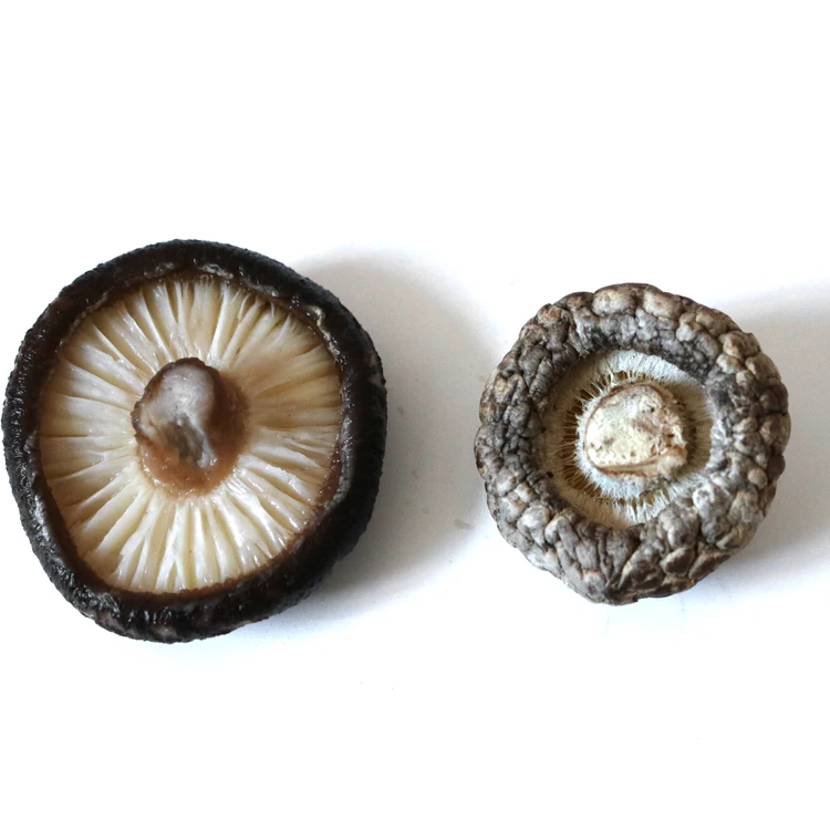 
Wholesale Chinese shiitake dried magical shiitake mushroom prices 