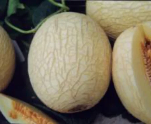 High sugar content melon hybrid melon seeds vigorous growing