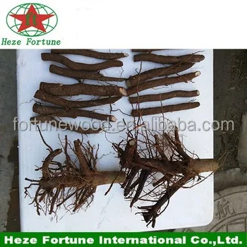 
Spring flower tree paulownia Tomentosa roots cutting for planting 