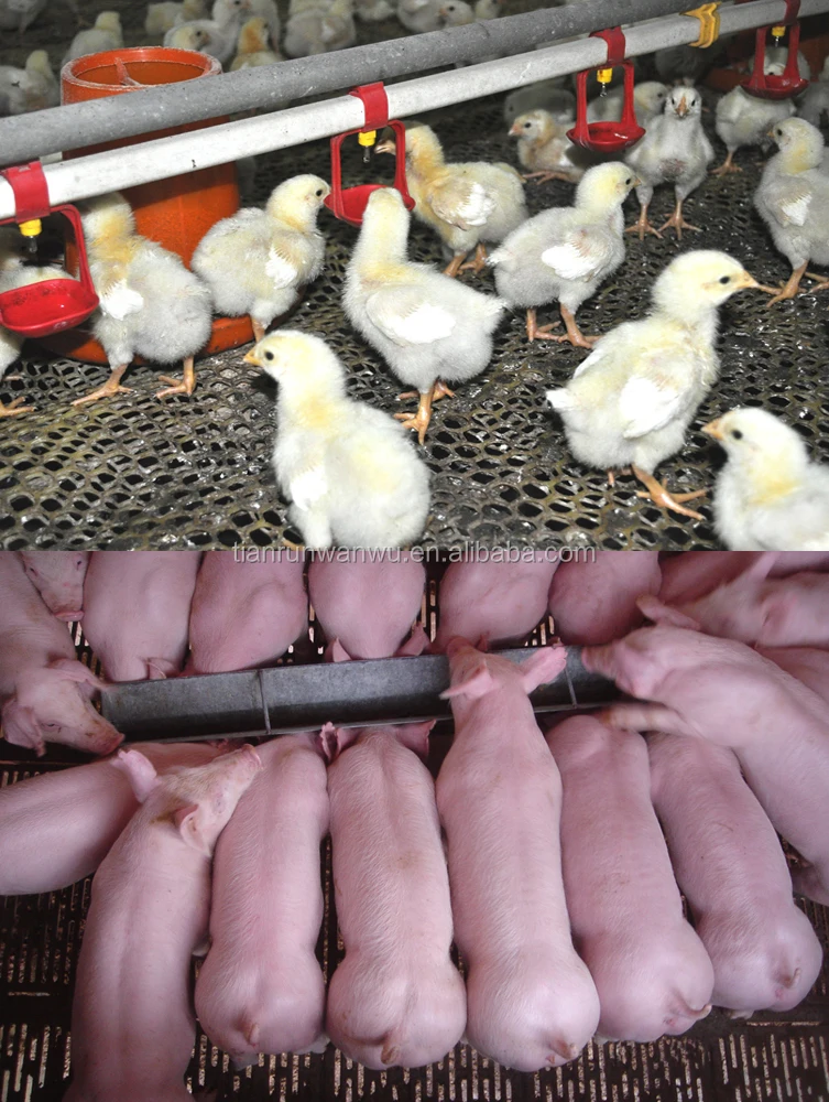 Коагуланы bacillus, формирующие молочную кислоту