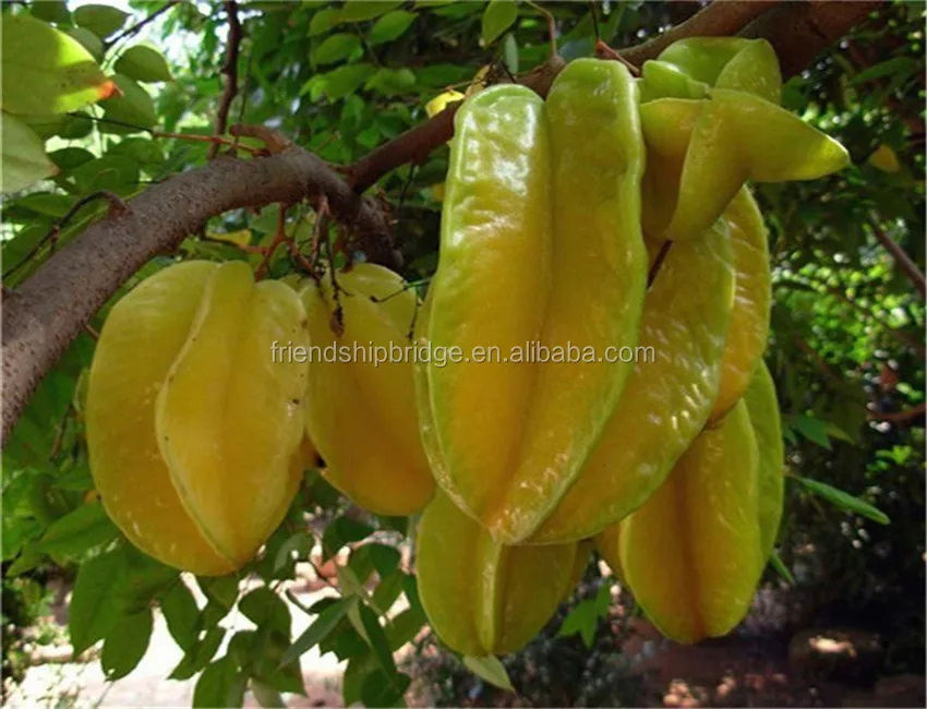 
 Рассада дерева аверроа карамбола  