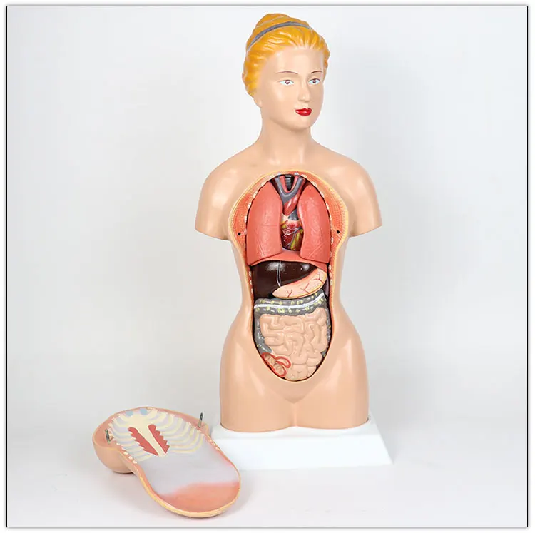 45CM Human female torso models   Human female torso model 14 internal anatomy models