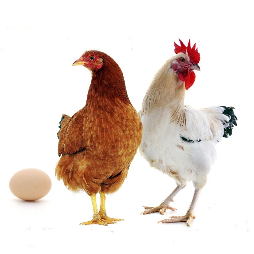 Производитель CGM 60% корм для кукурузы и глютена, цена на корм для птицы