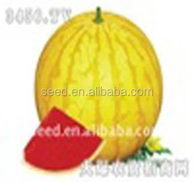 
Golden Queen golden rind and red flesh hybrid watermelon seeds 