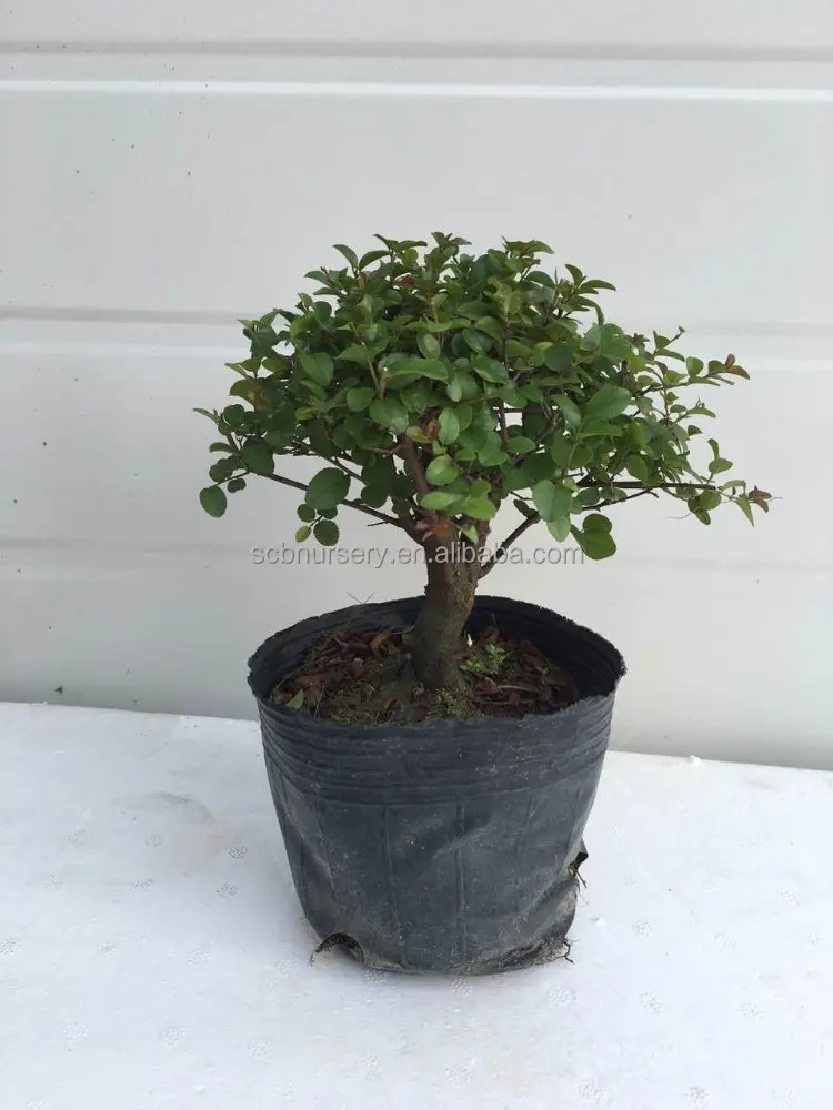 
 Sageretia 15 см шар формы открытый бонсай льготная акция  