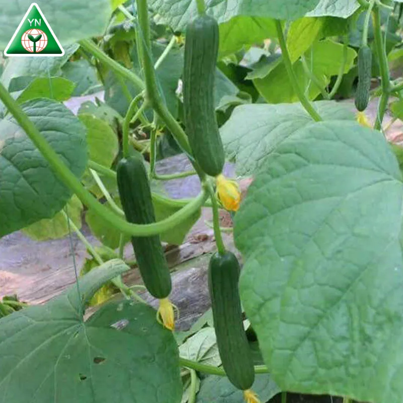 F1 гибридные гладкие партенокарпы, семена огурцов для теплицы MALOENE F1
