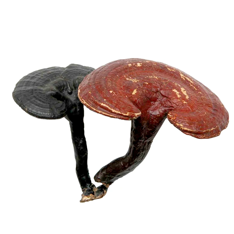 High Content Supplier Ganoderma Lucidum Extract Powder Reishi Mushroom Powder Extract