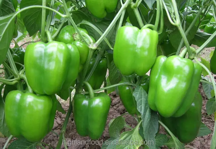 Top Quality Dried Dehydrated Green Bell Pepper