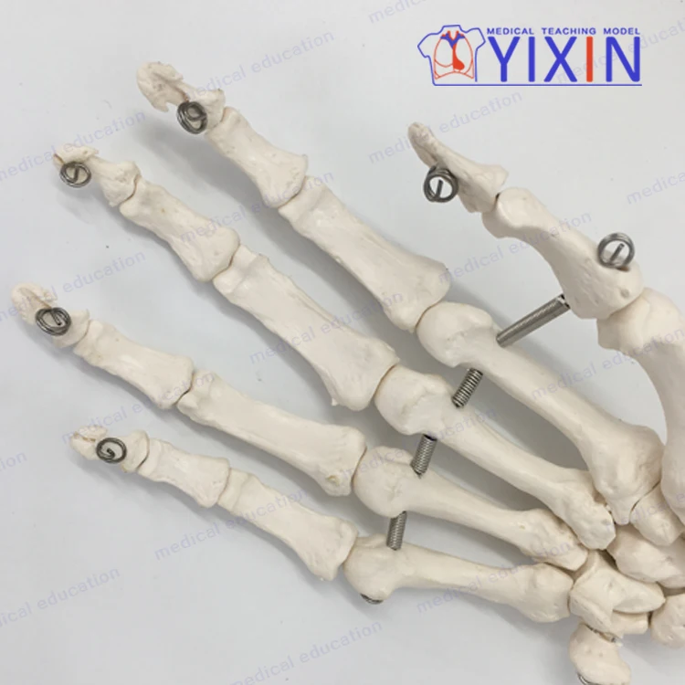 
Human skeletal model of upper limb, arm, scapula, clavicle and upper arm 