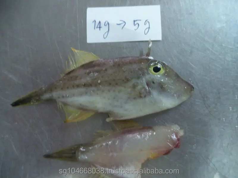 BQF Freezing 10kg/cartons Custom Packaging Malaysia Leather Jacket Fish Frozen Whole Round