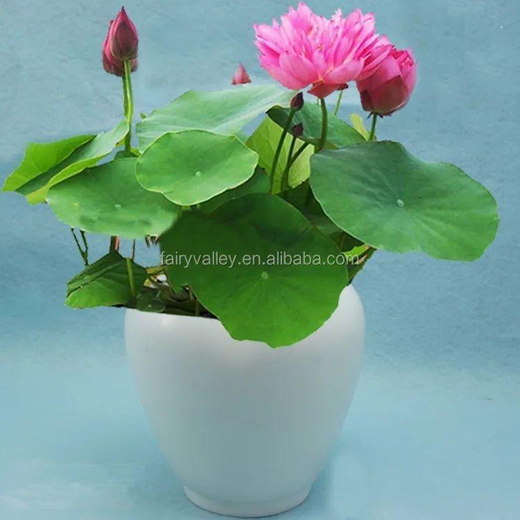 Super High Quality Bowl Lotus Seeds Flower Seeds For Growing