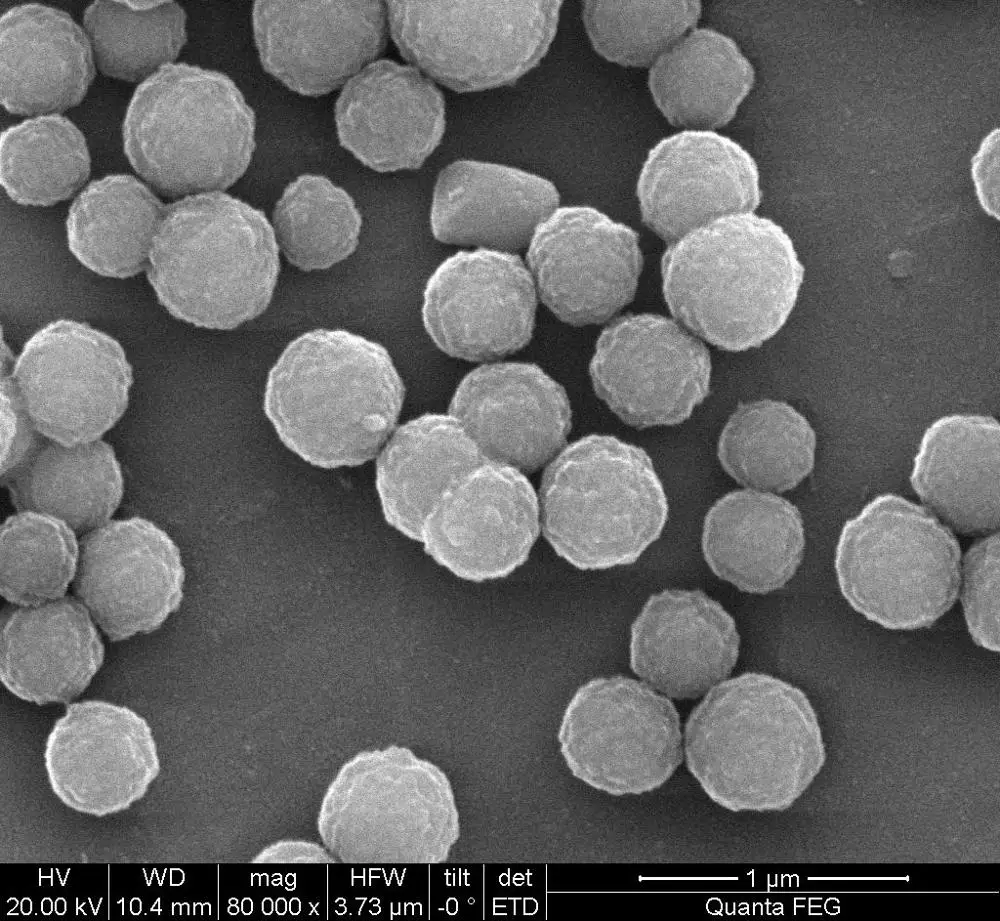 Magnetic beads Streptavidin 300nm for chemiluminescence, protein purification, cell sorting.