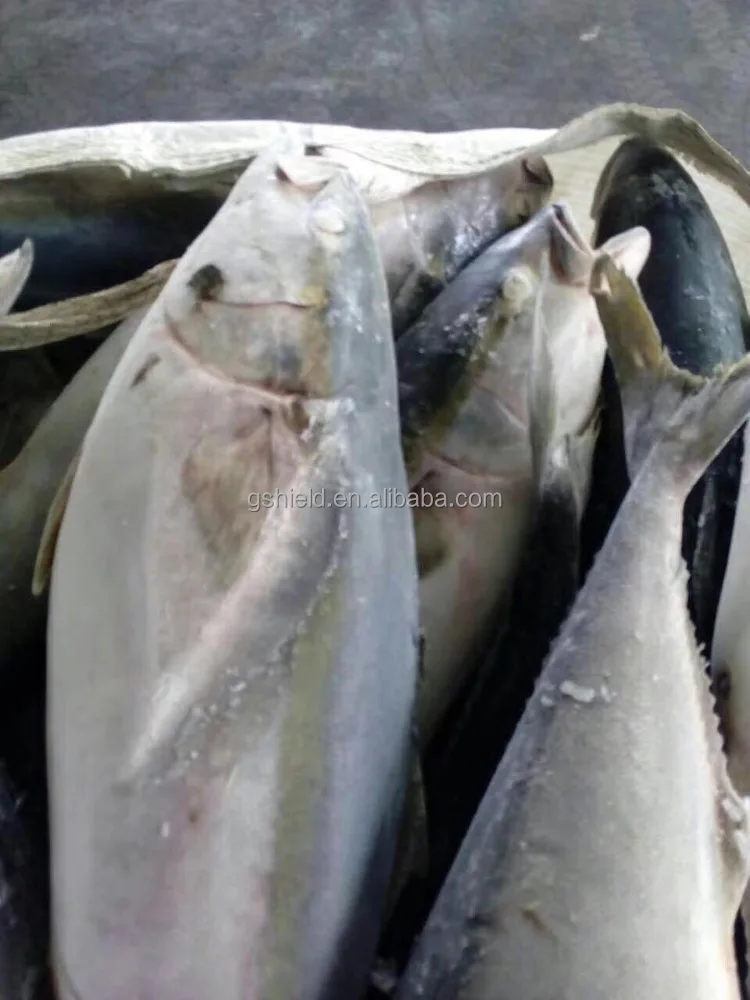 
Big size frozen fish yellow tail hot sale for market with low price 