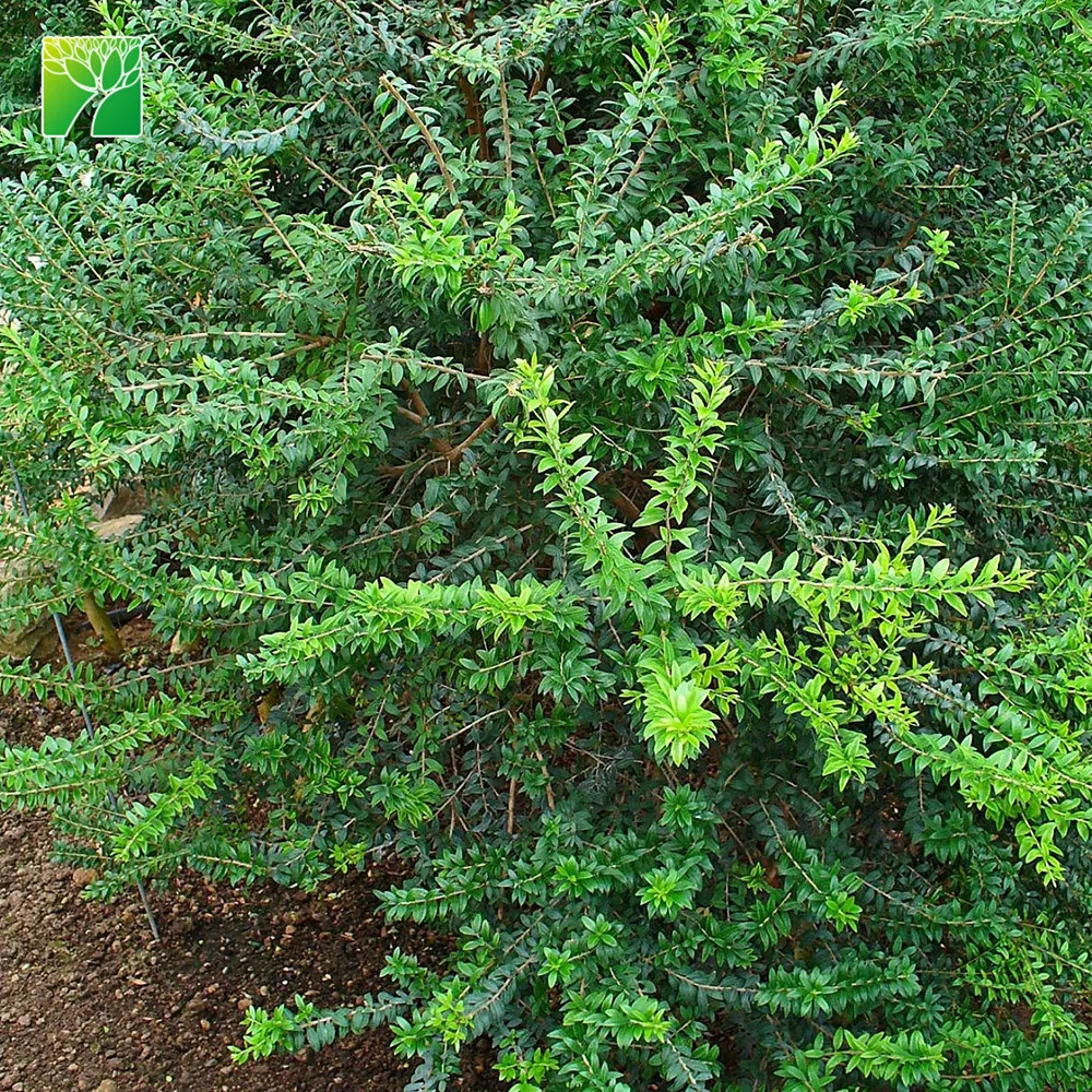 
Wholesale 2.5-5m max height rounded shrub plant shape Myrtus communis Common myrtle 