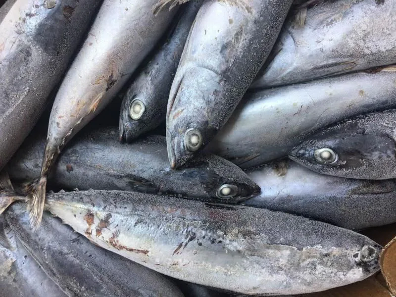 Frozen bonito tuna fish for canning with white meat quick selling