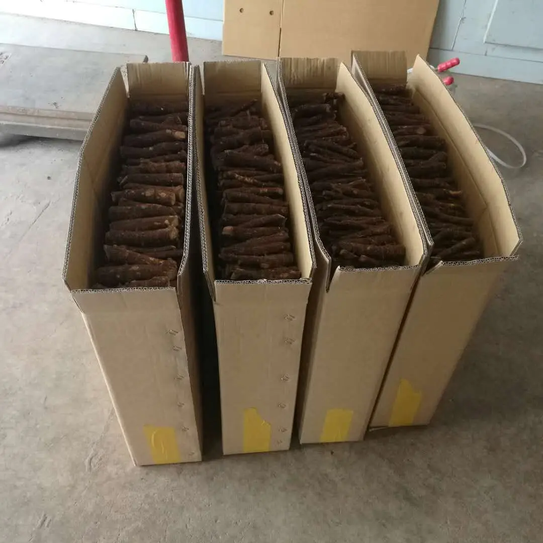 Paulownia kiri hybrid root 9501,shantong for timber