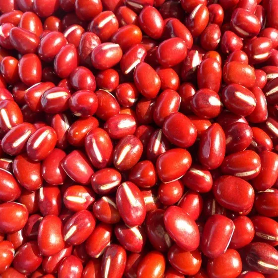 adzuki bean small red bean