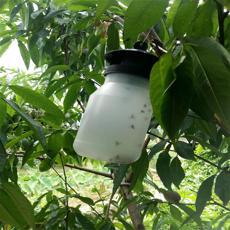 Bactrocera dorsalis pheromone trap
