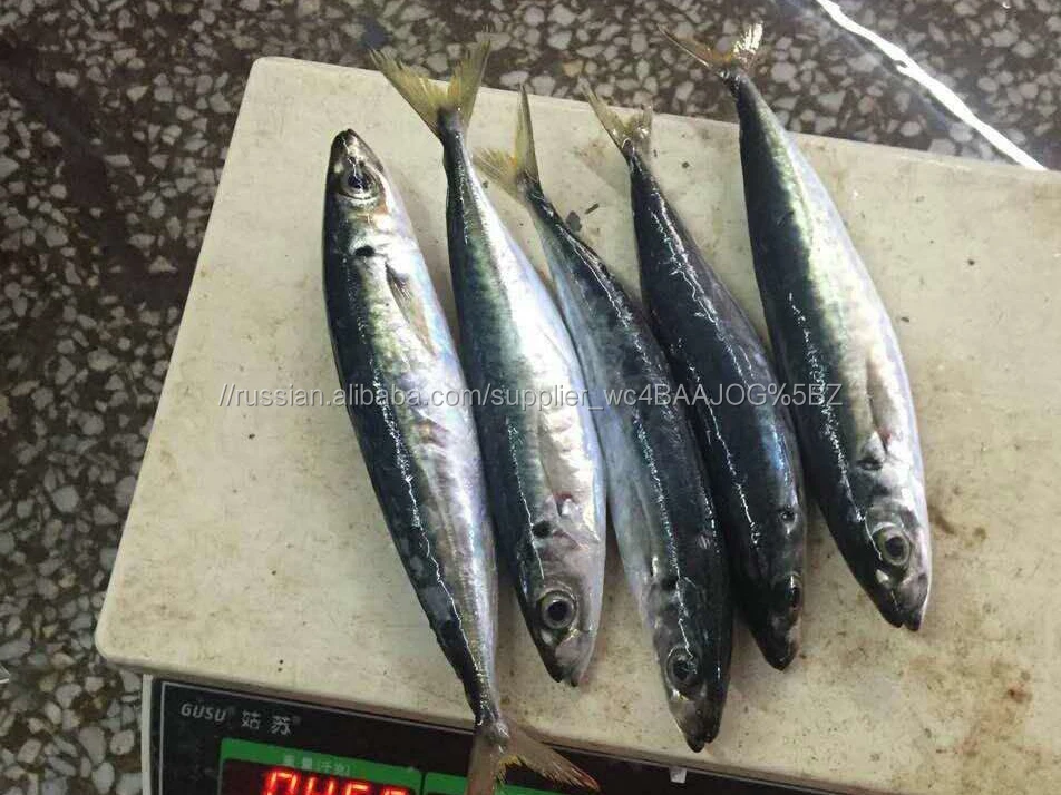 Новый замороженные Круглый Scad рыбы рыба скумбрия 80-120 г