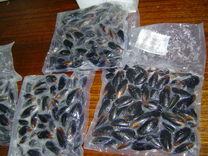
Whole mussel 