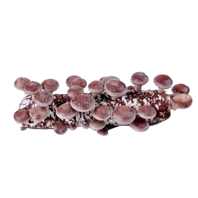 
Cultivating fresh shiitake mushroom farm 