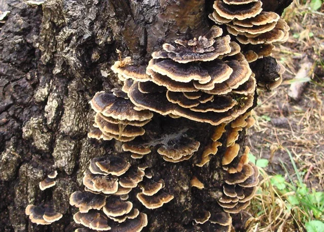 Горячие Продажи Coriolus Лишай Extract Powder