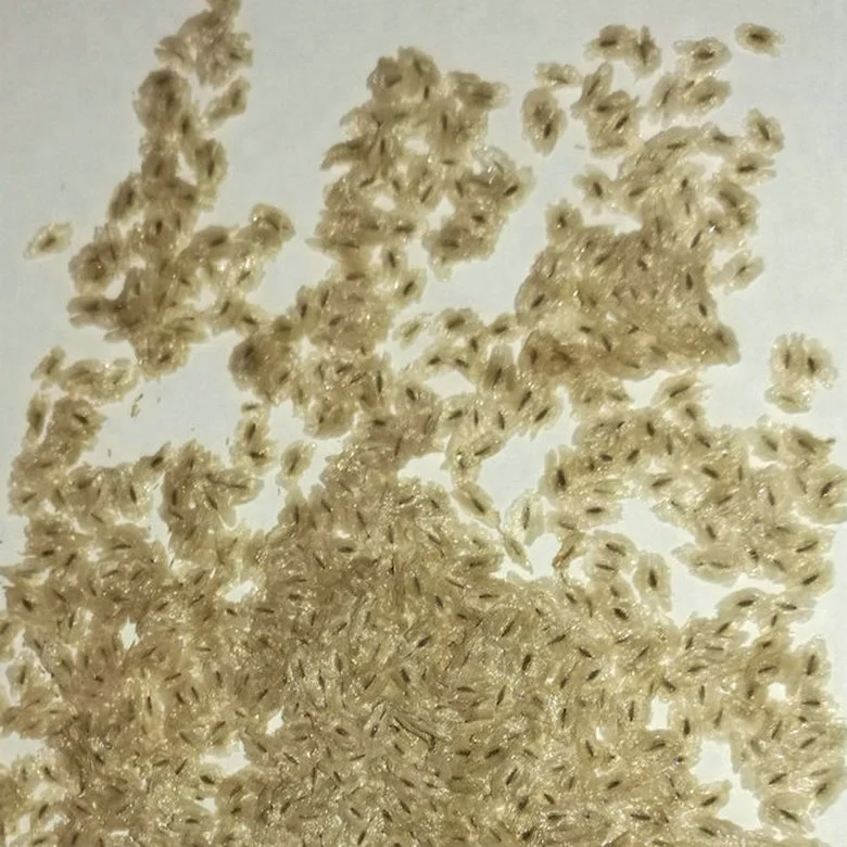 Семена деревьев принцессы, новинка 100%, свежий быстрорастущий китайский павловния хорошего качества для посадки