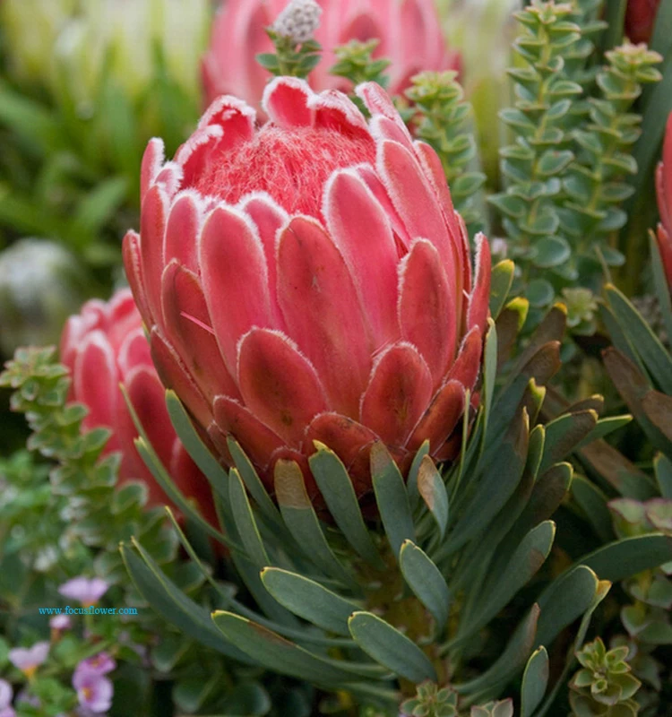 fancy items fresh cut flowers names of flowers used for decoration