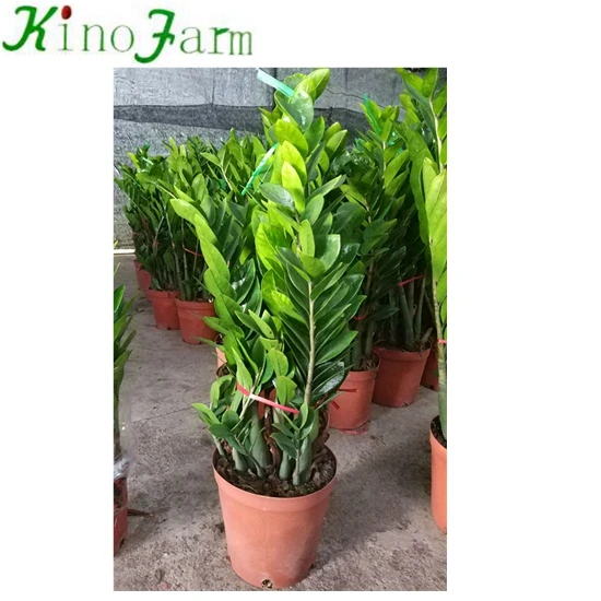 
Zamioculcas 