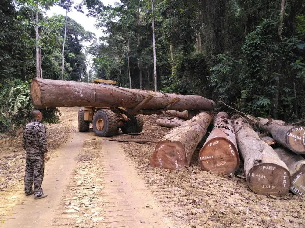 Wooden round logs/timber/ BIRCH/ ADOUNG/DABEMA/ OKAN/ RED ZEBRA/ TALI/ ZINGANA