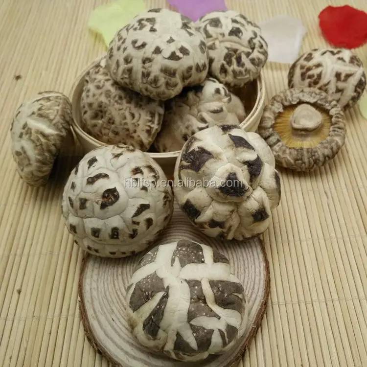  Сушеный Белый цветок Shiitake гриб для выращивания