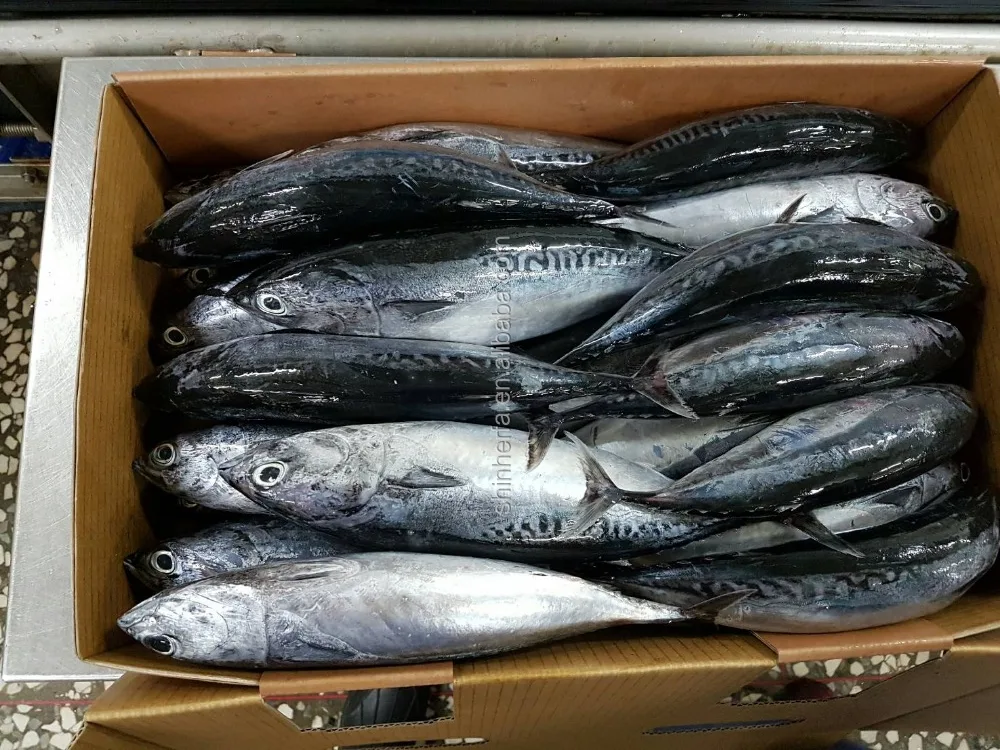 Taiwan Frozen Bonito Tuna 300/500 gram Euthynnus Affinis