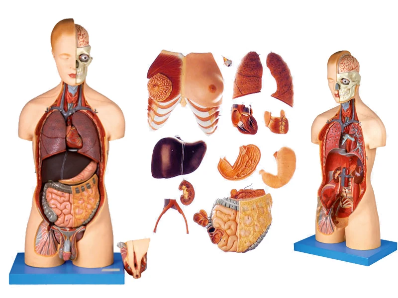Human Anatomy Torso Model with Muscles and Organs, Head and Torso Mannequin
