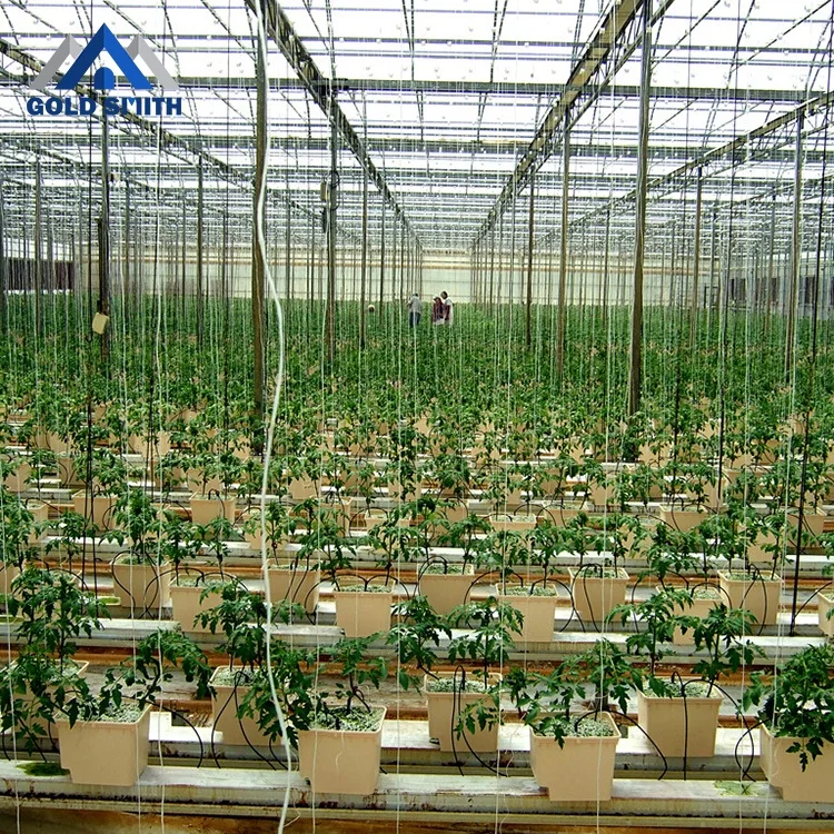 Commercial Vegetable Steel Tube Greenhouse with One Stop Buying Service