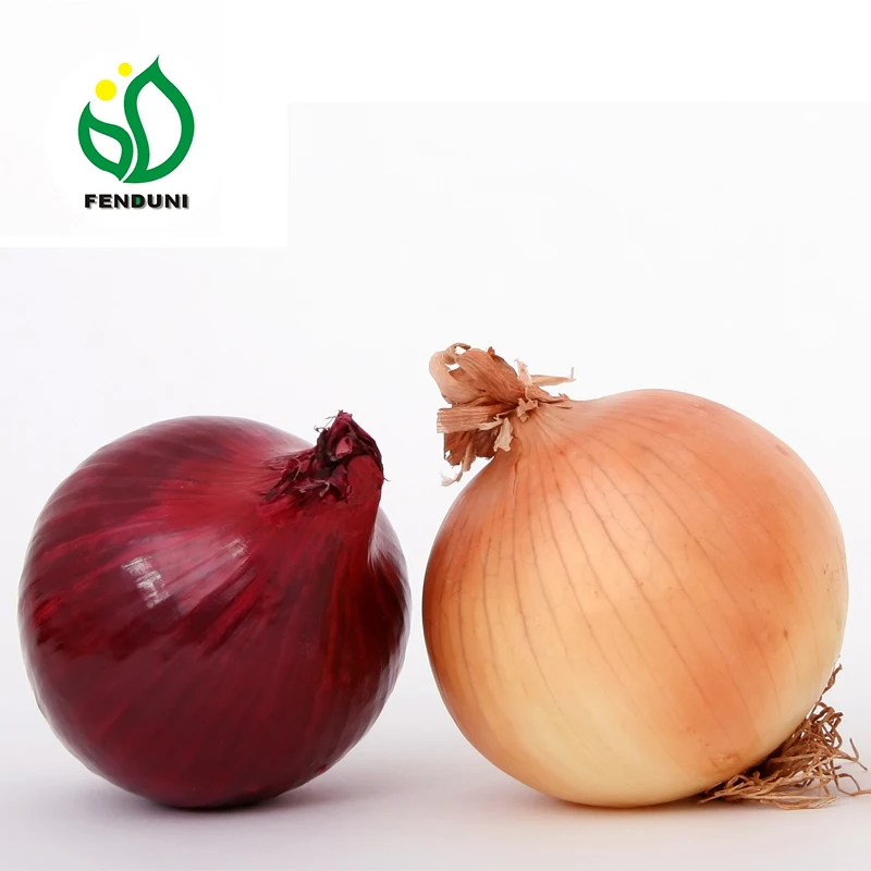 
Fresh Red Onion Sale from China 