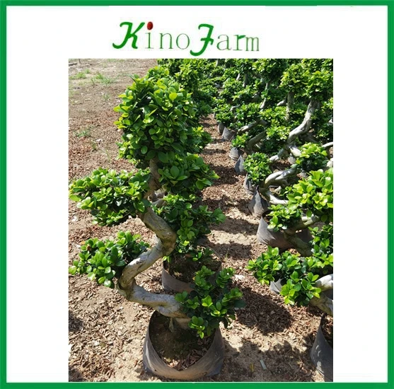Chinese ficus retusa bonsai ficus shape