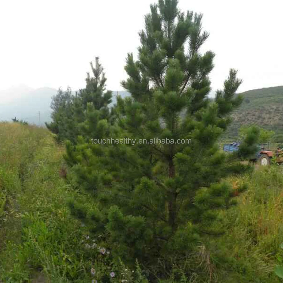 2021 Touchhealthy Поставка семян монгольской шотландской сосны