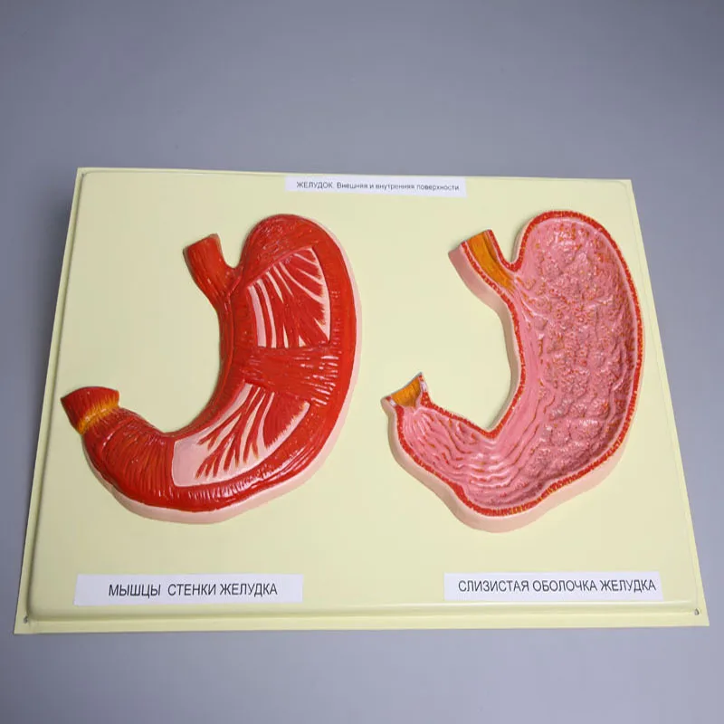 New High Quality Biology Teaching Aids Anatomical Bas Relief Model of Stomach