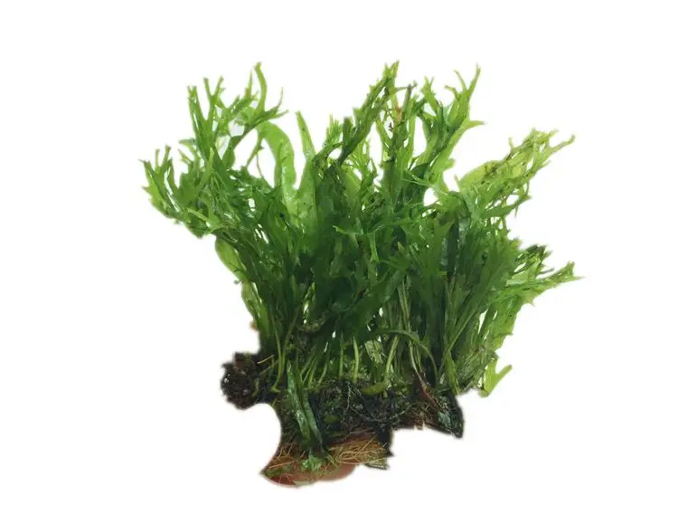 Водные растения Microsorum pteropus «windlov»