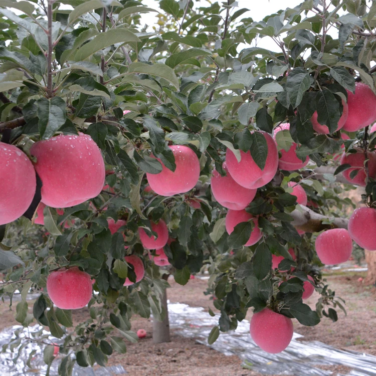 
Chinese Pure Fruits Red Delicious Apples 