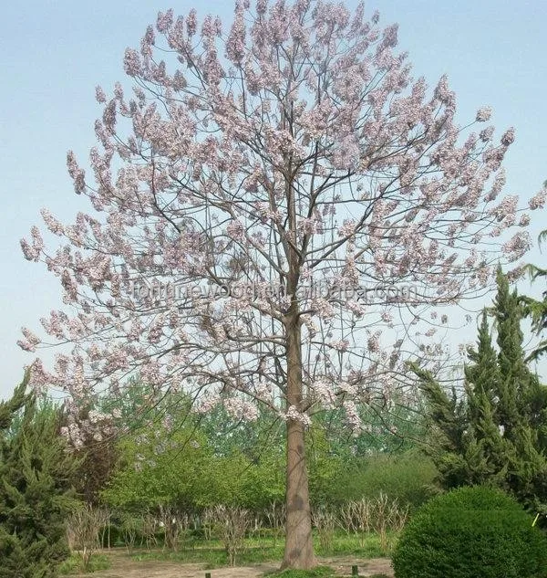 Traditional paulownia hybrid 9501 seeds with certificate